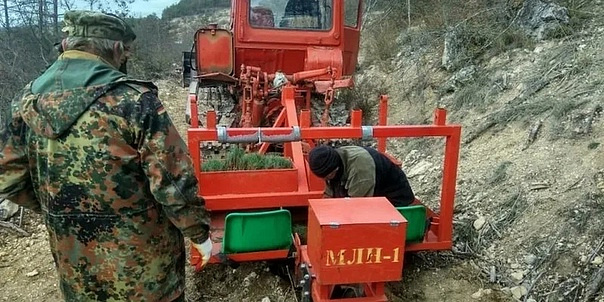 В лесах Севастполя В лесах Севастполя